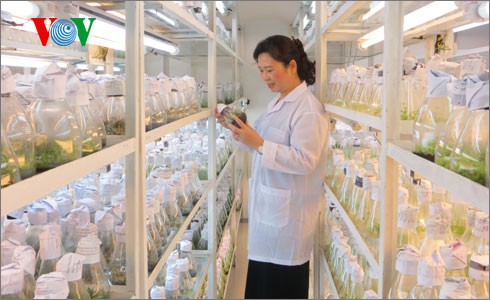 Doctor Ha Thi Thuy’s passion for agricultural genetics - ảnh 1